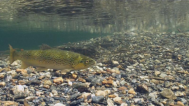 Brown Trout hunting Minnows