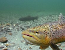 Brown Trout waiting for female