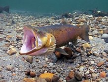 A small dryfly will fit…