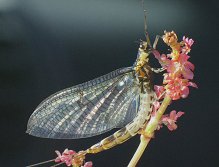 Ephmera Danica imago