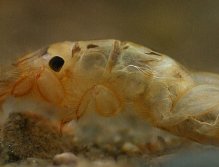 Ephmera Danica nymph