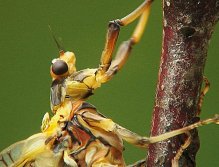 Ephmera Danica subimago