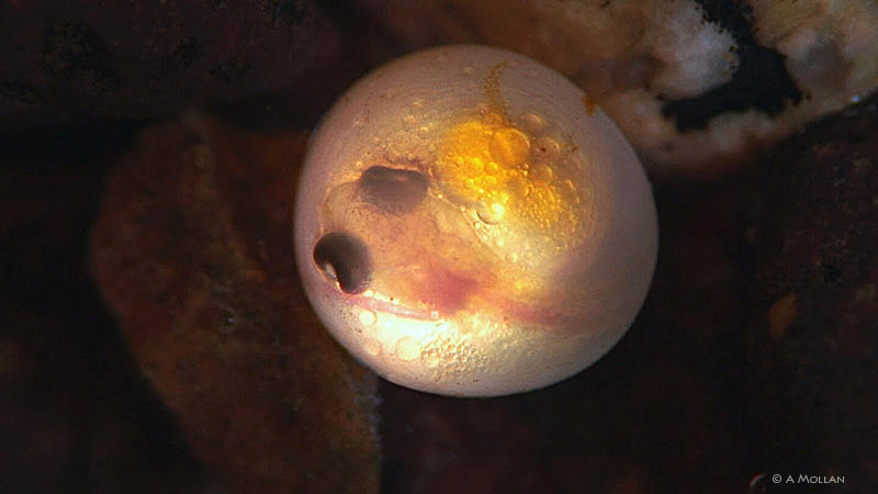Inside a Brown Trout egg