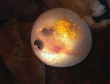 Inside a Brown Trout egg