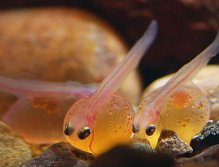 Brown Trout hatchling