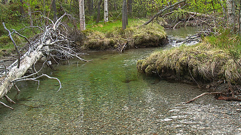 Spring creek in Norway