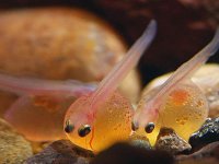 The Brown Trout & the Mayfly