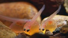 The Brown Trout & the Mayfly