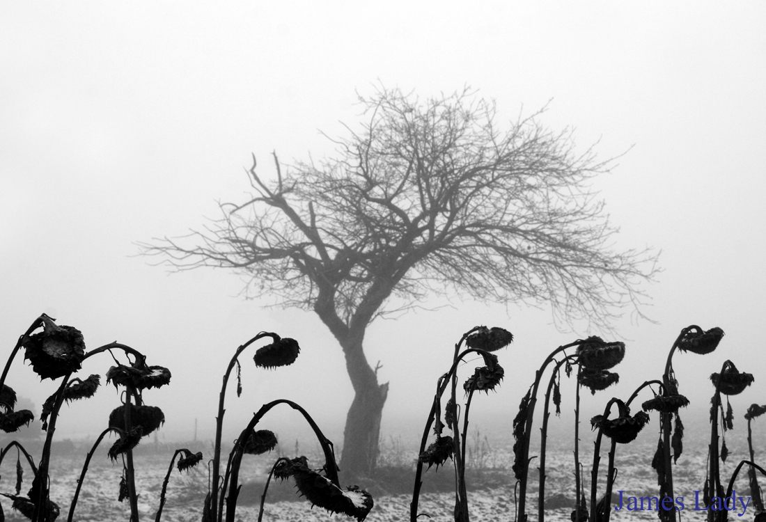 In the Midst of the Crowd