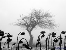 In the Midst of the Crowd