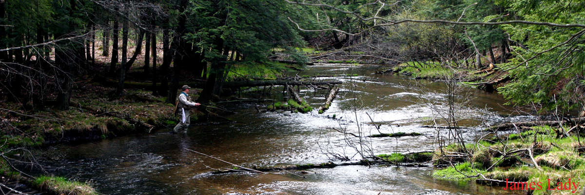 In the Midst of the Crowd