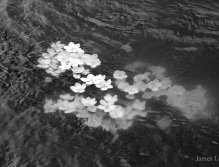 Surviving Spring Flooding