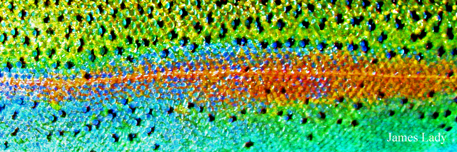 Beautiful Skin, Rainbow Blue