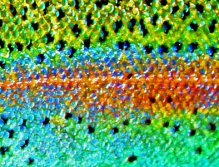 Beautiful Skin, Rainbow Blue