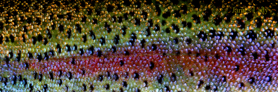  Beautiful Skin, Rainbow Bronze