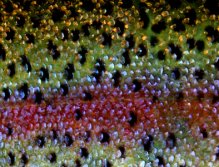 Beautiful Skin, Rainbow Bronze