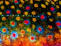 The Beauty of Nature