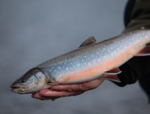 Arctic Char fight like demons and taste like heaven