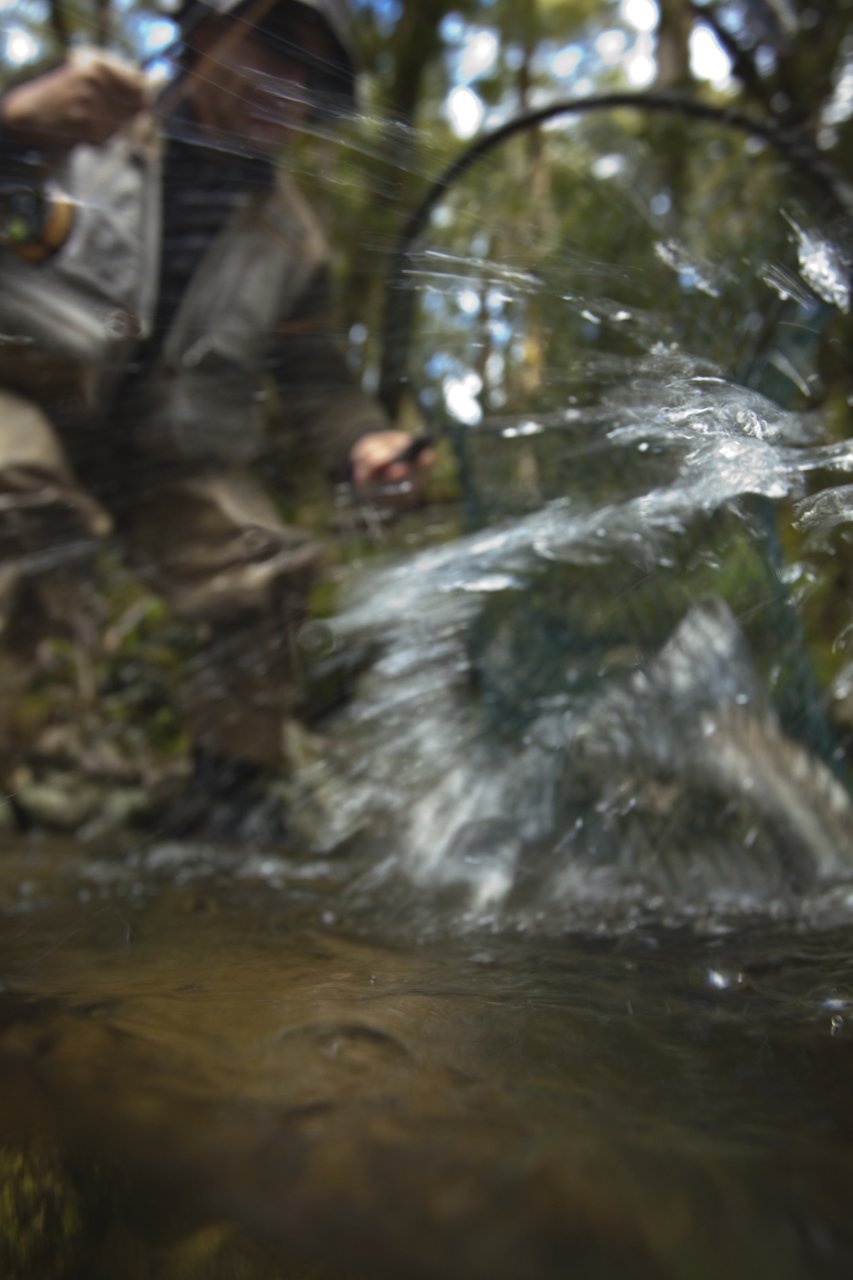 The fish hits the back of the net