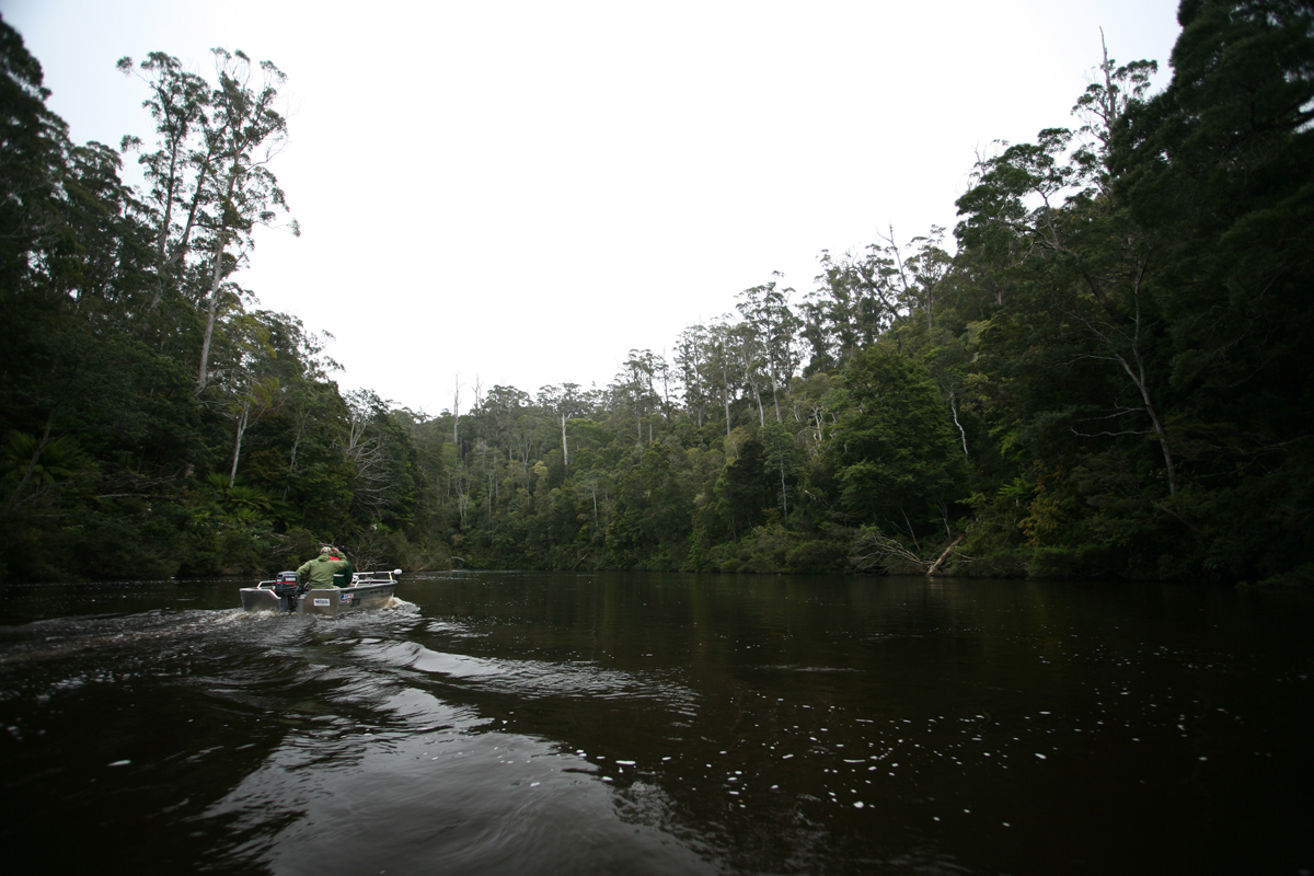 The glorious Rainforest