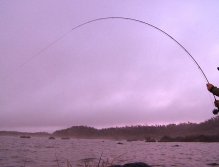 Hard into a fish into the Western Lakes