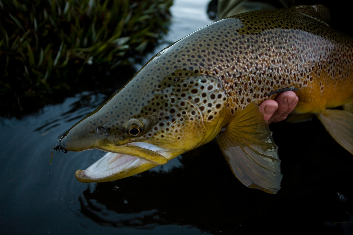 A Western Lakes Thumper