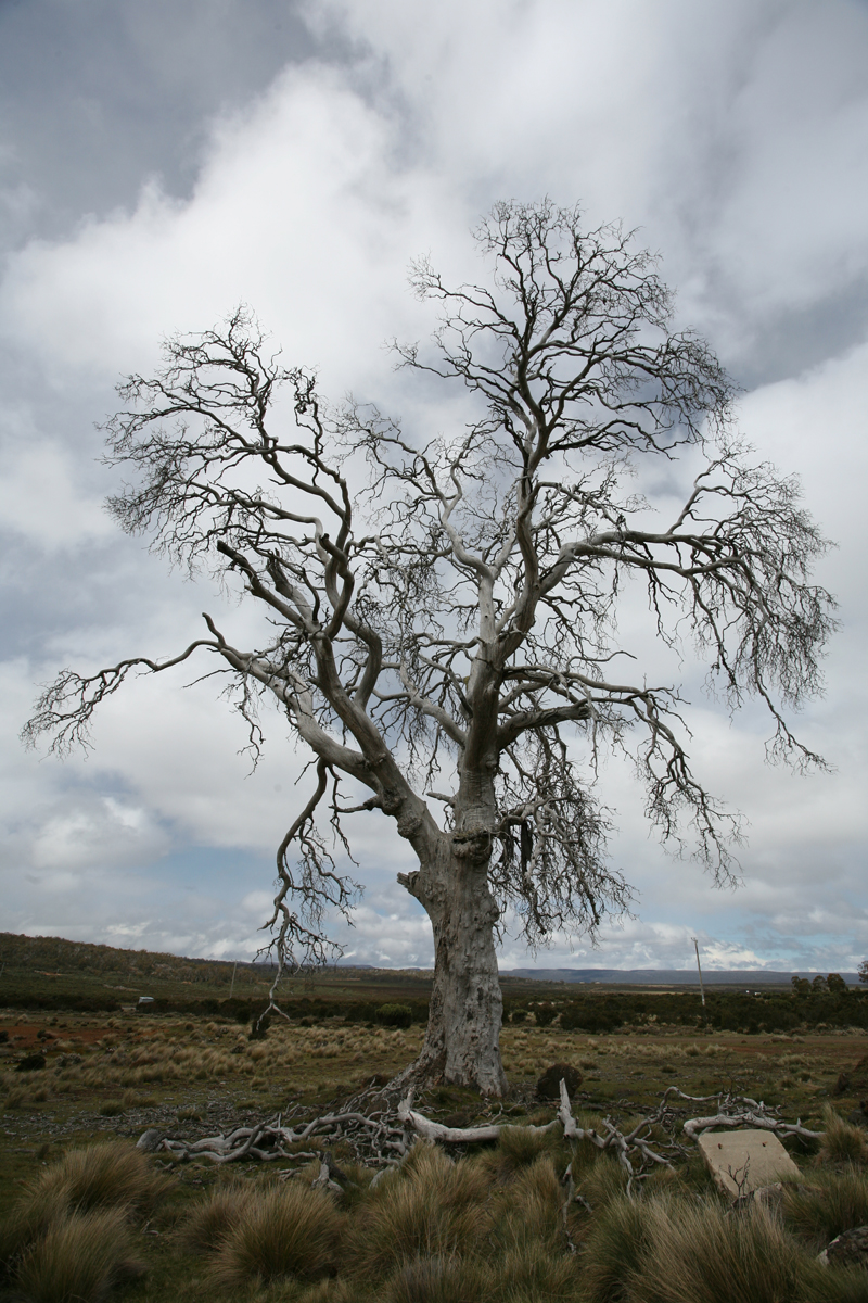 A tortured tree on the high plateau