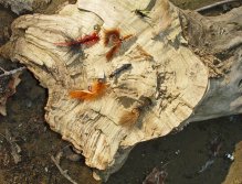 Flies for Small Mouth