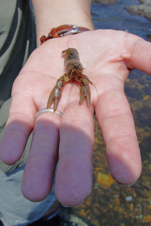 Crayfish