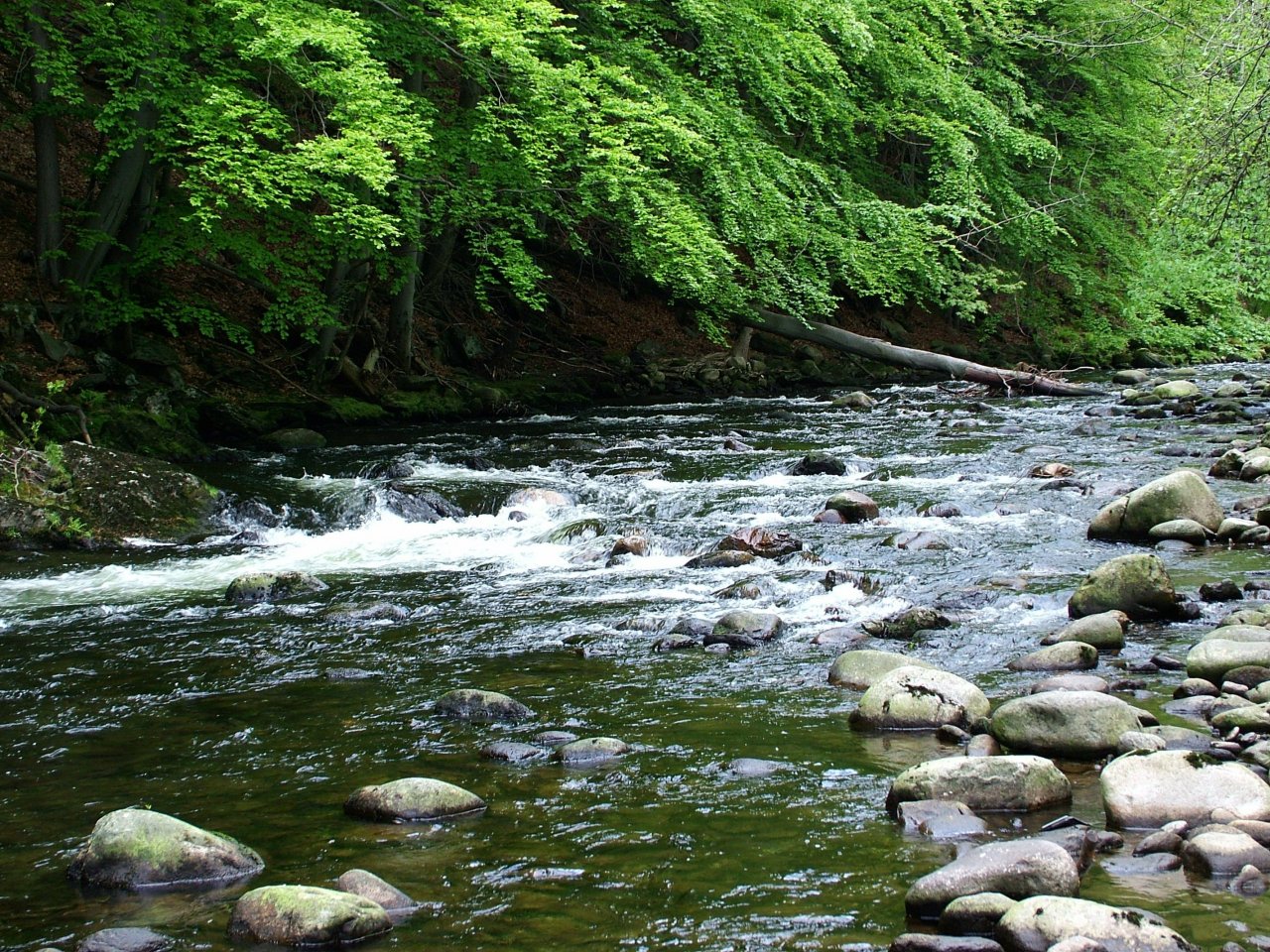 Jizera River - nymph-fishing section