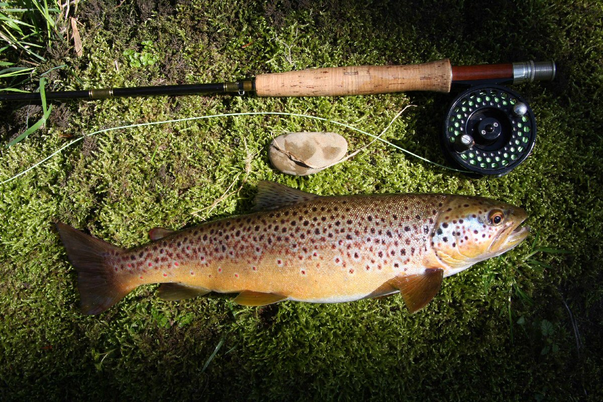 A cracking 2lb trout taken