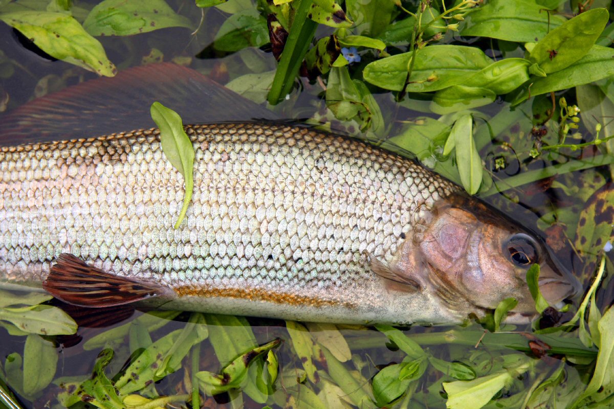 The lady of the stream