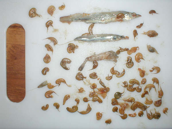 A Sea trout supper
