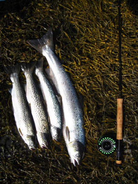 Grilse and sea trout