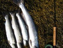 Grilse and sea trout