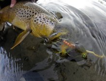 He fell victim to the pulsing life like action of the Juvenile brown trout AH