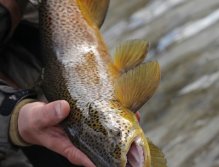 This leopard spotted brown was in the air every five seconds until I was able to put him to hand. He was the fish of the day and goes on my top 10 fish list. I have caught longer and heavier browns but seldom a better looking more acrobatic fish have I he