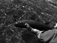 Release