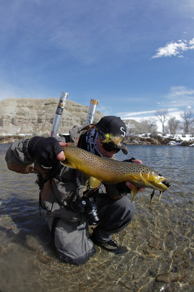 Meat hungry and beautiful 