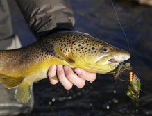 What a way to start the day. This toad crushed my Articulated Hooker the second it hit the water!
