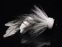 The same fly from the side