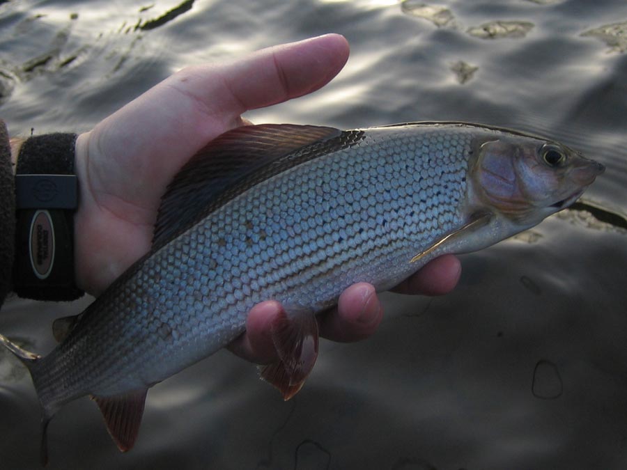 Grayling from Otava