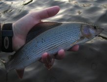 Grayling from Otava