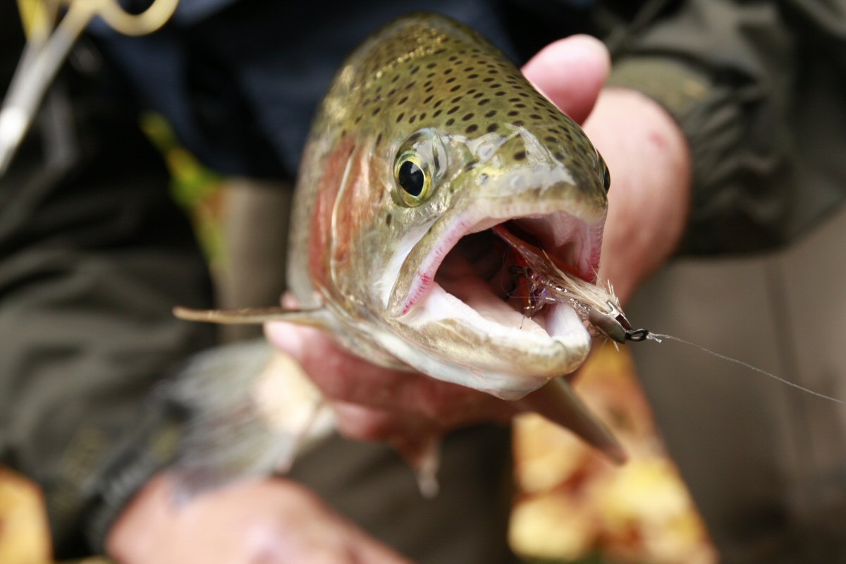 Rainbow Trout