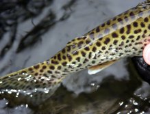 Close up of the spotting on the cutthroats tail