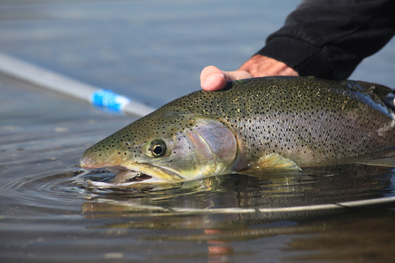 Kevney Duggan's pig of a trout above water this time