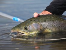 Kevney Duggan's pig of a trout above water this time