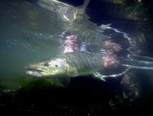 Underwater of Kevney Dugan landing the fish of a lifetime in Puget Sound