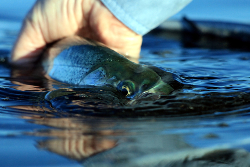 Close up of Nancy Harris' cutthroat eye as it swirls to freedom