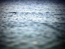 Jay Paulson's Titanice surface popper being pursued. Cutthroat on the surface might be one of the most exciting ways to fish in this region of the U.S